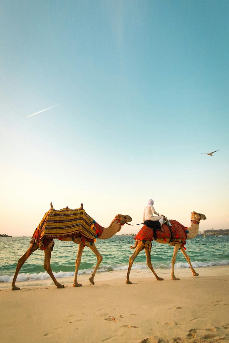 DUBAI CAMEL